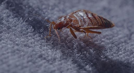 Bed Bugs