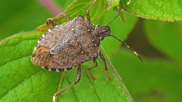 Stink Bugs