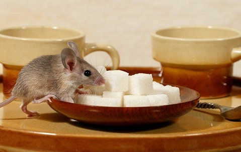 mouse on teacup