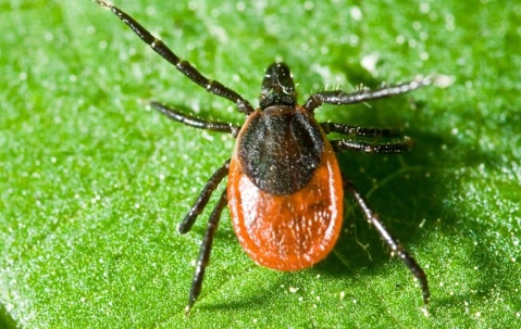 tick on leaf
