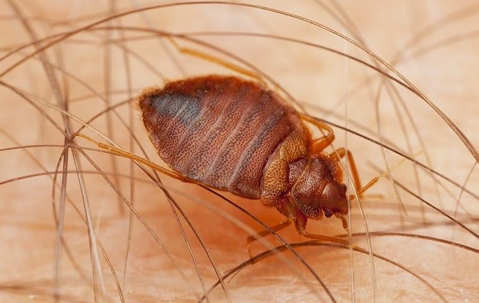 bedbug on skin