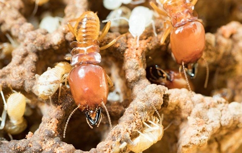 termite up close