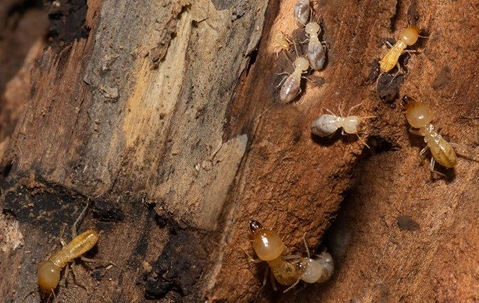 termites on wood