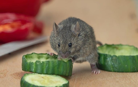 mouse eating cucumber
