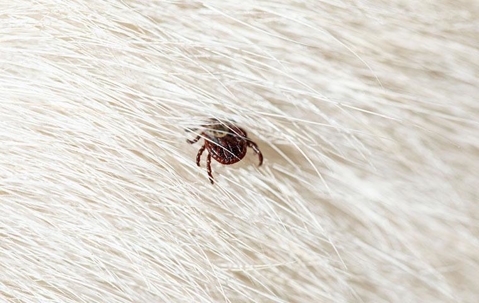 ticks on fur