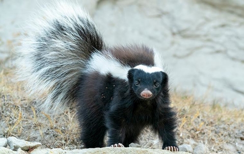 skunk