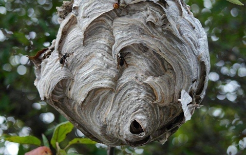 hornet nest