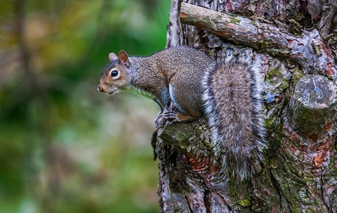 squirrel on tree
