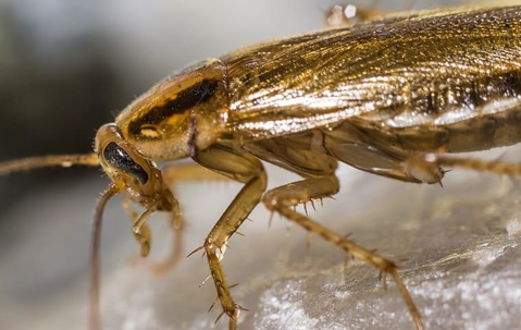 roach