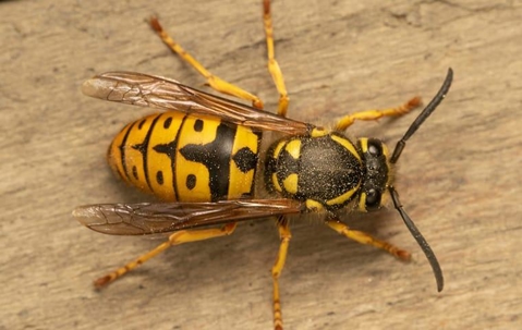 yellow jacket