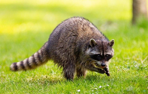 raccoon