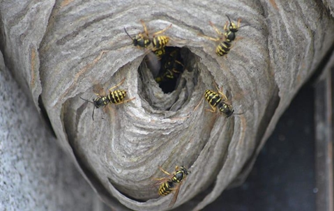 stinging insect nest