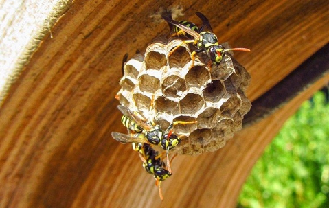hornet nest