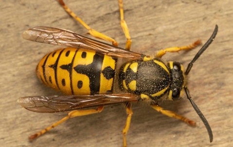 yellow jacket up close