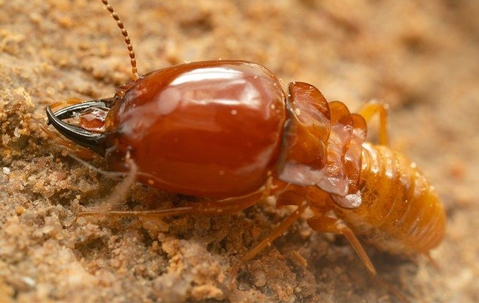 up close of termite