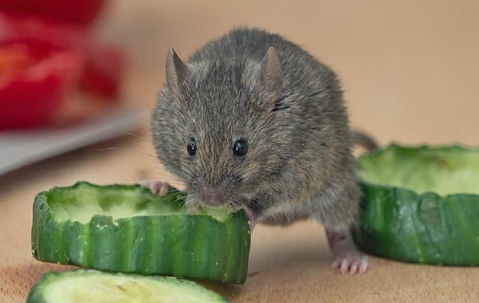 mouse eating cucumber