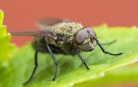 fly on leaf
