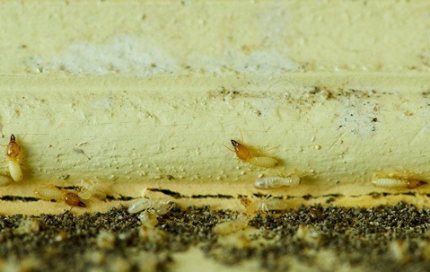 termite damage