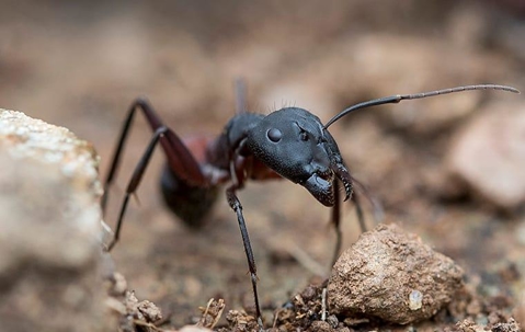 black ant up close