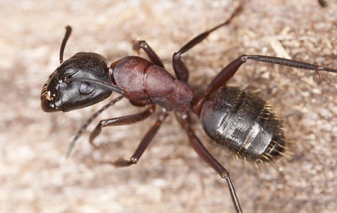 ant up close