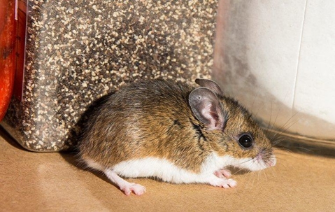 mouse in pantry