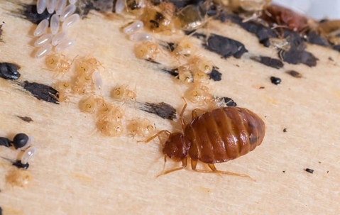 bed bug with larve