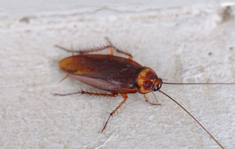roach up close