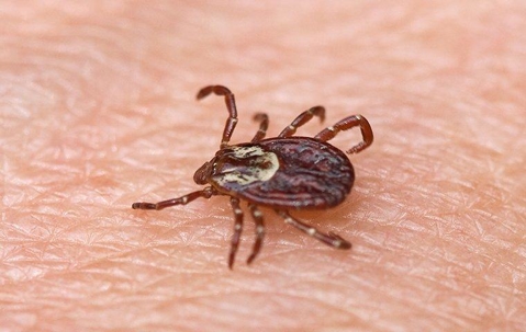 tick on skin