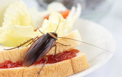 roach on sandwich