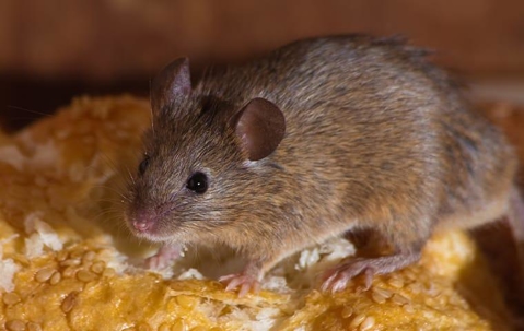 mouse on food