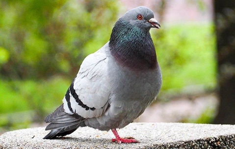 pigeon