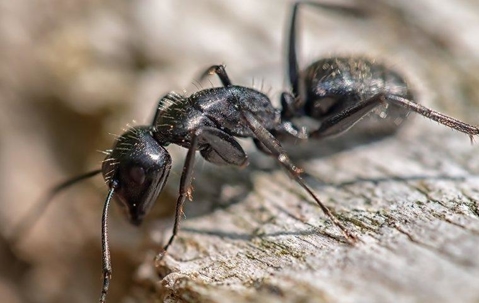 black ant