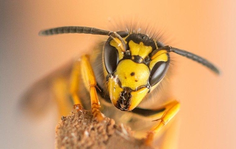 face of a yellow jacket up close