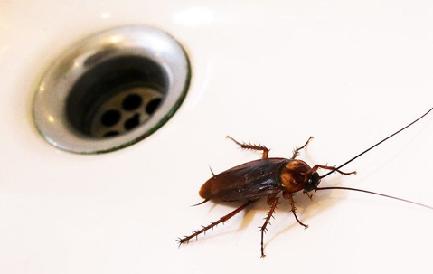roach near drain