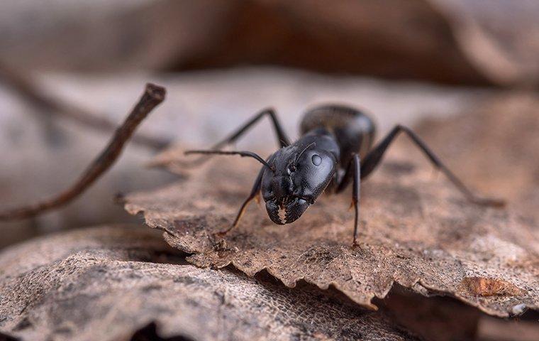 Carpenter Ants
