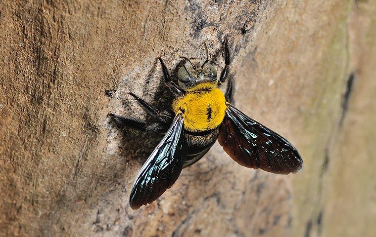 Carpenter Bees