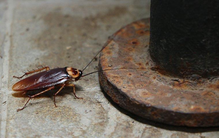 Cockroaches