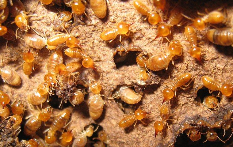 Termites